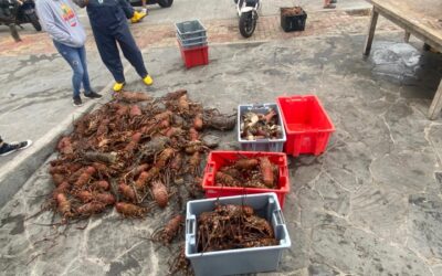 South Swell and Lobster Season in Galápagos: Flavor, Tradition, and Conservation
