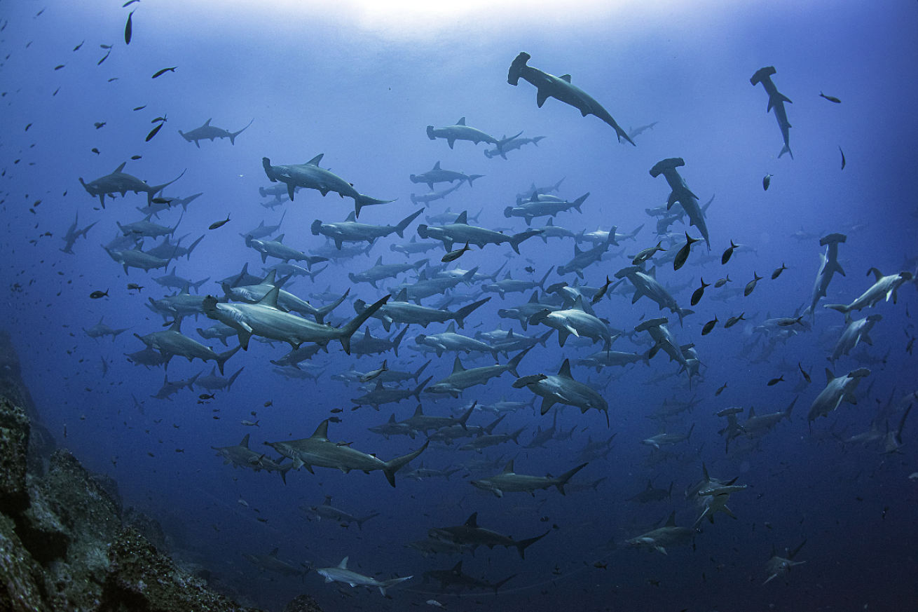 galapagos_shark_diving_digital_wbdr_article_image_1200x800 Ryan - Tongo Reef